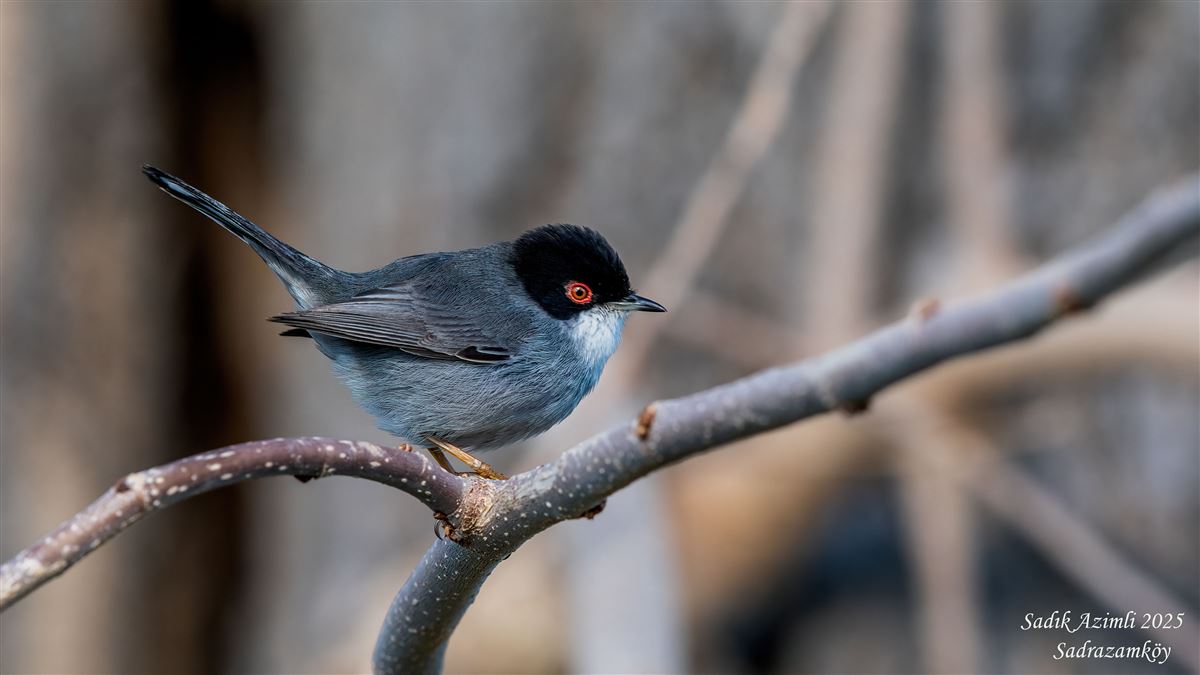 Sardinian Warbler
