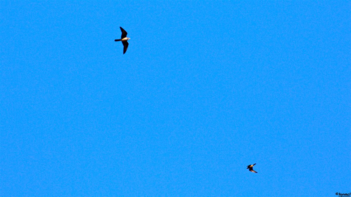 Eleonora`s Falcon