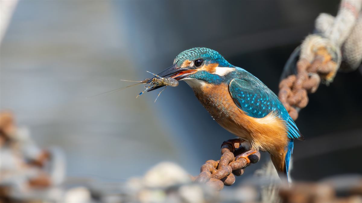 Common Kingfisher