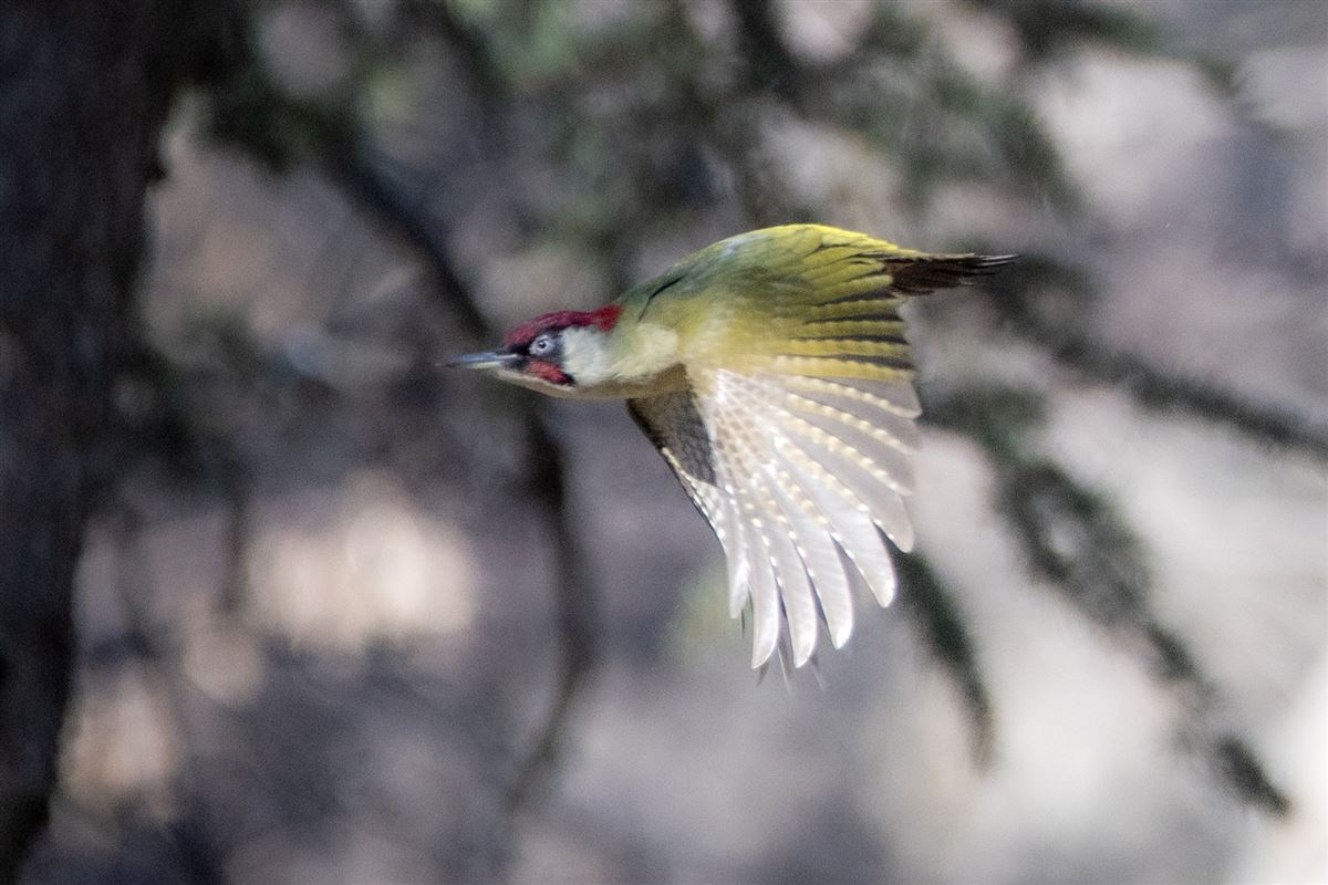 European Green Woodpecker