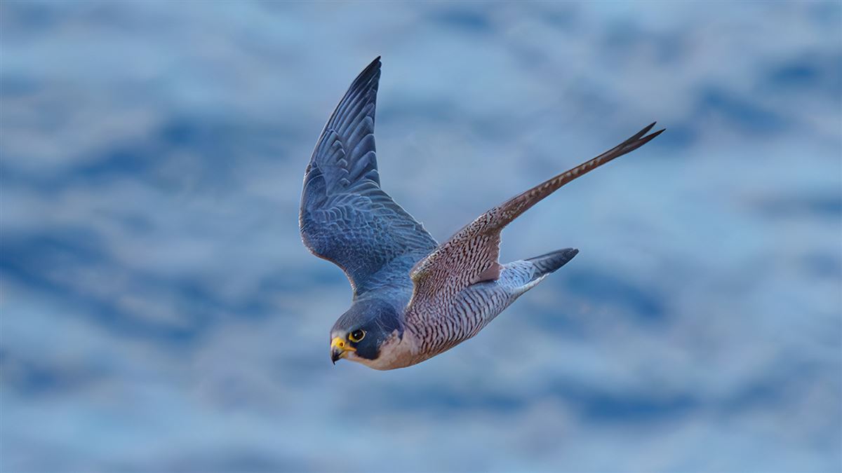Peregrine Falcon