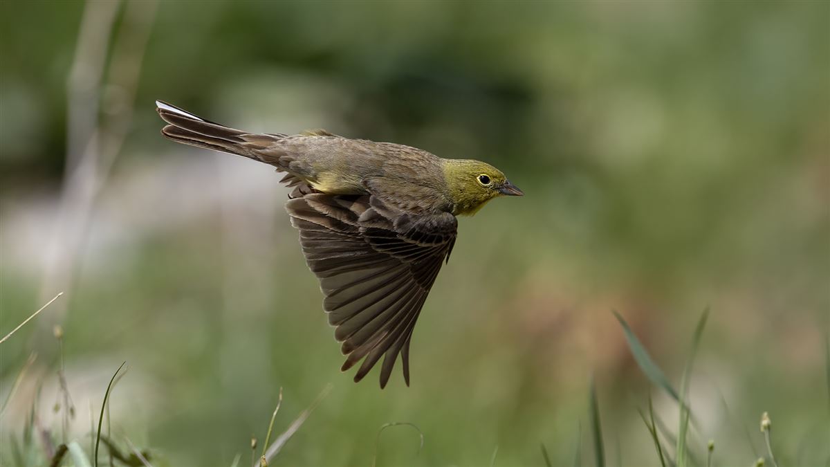 Cinereous Bunting