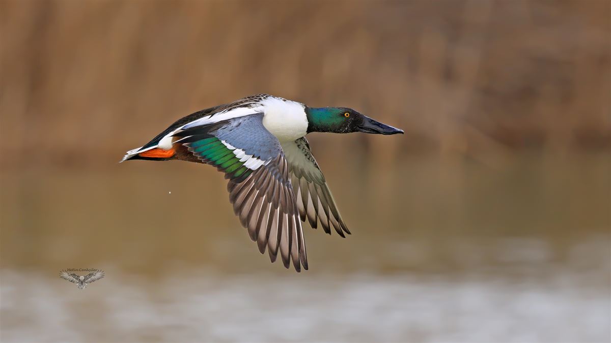 Northern Shoveler