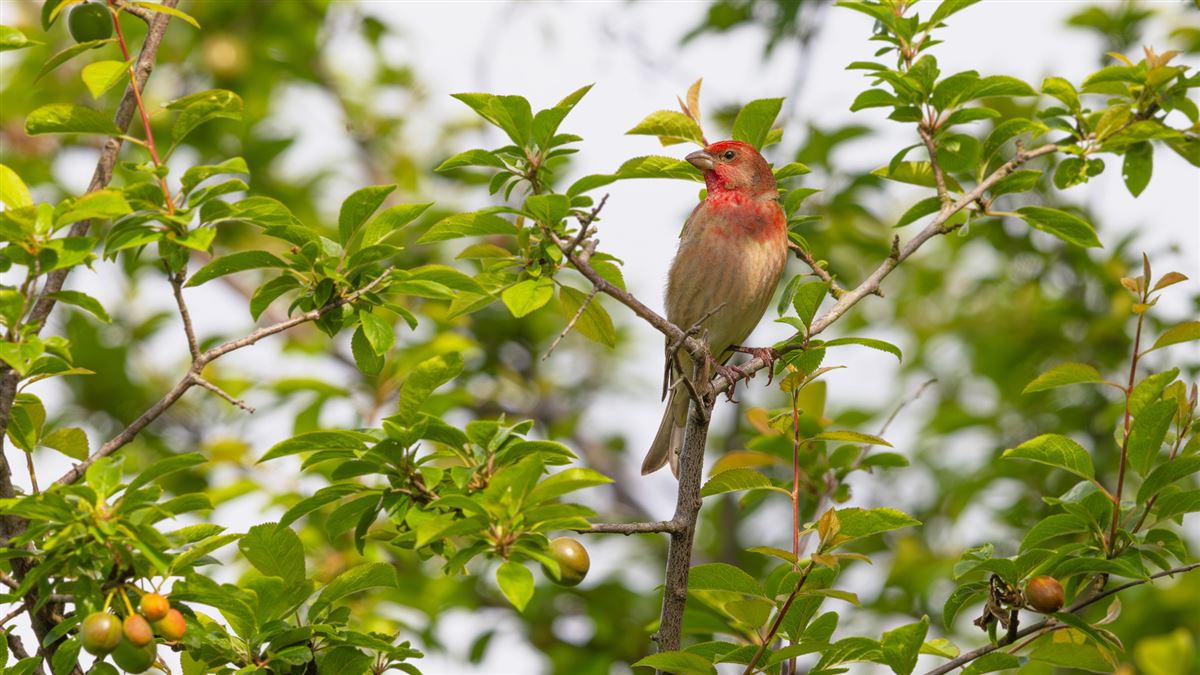 Common Rosefinch