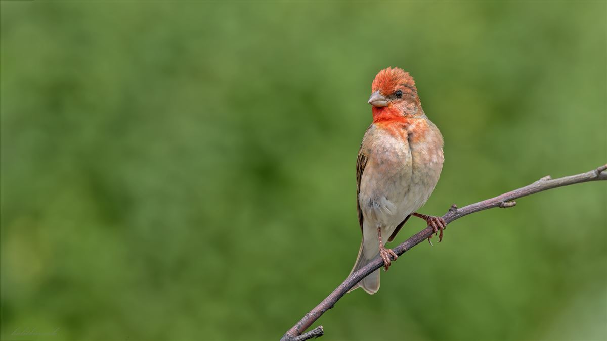 Common Rosefinch