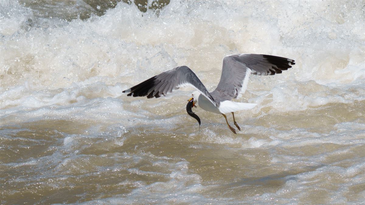 Armenian Gull