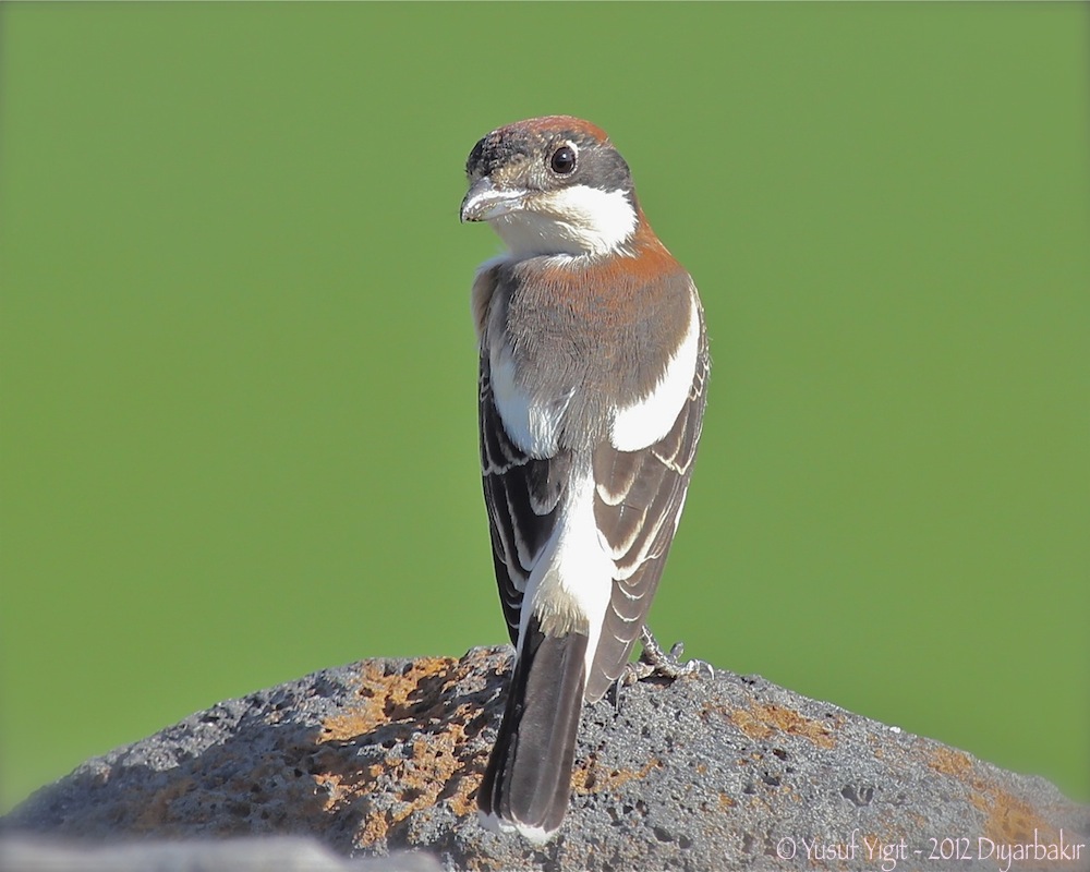 Woodchat Shrike