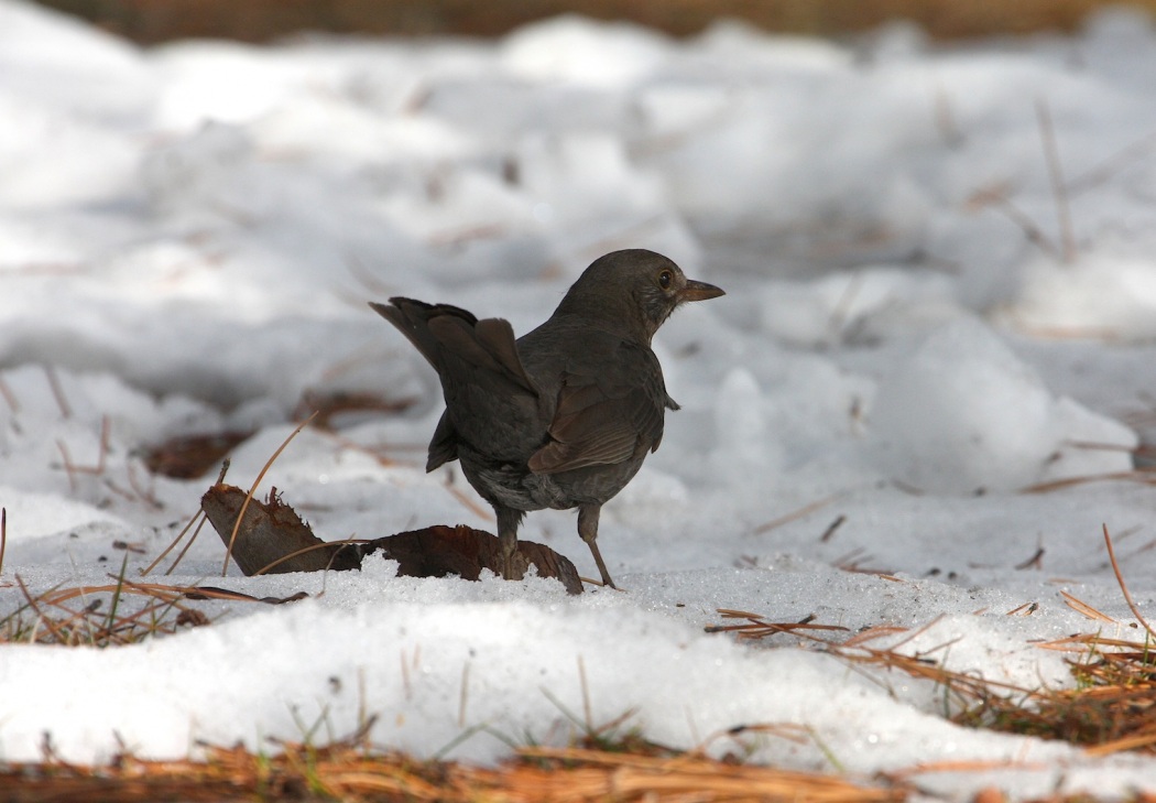 Common Blackbird