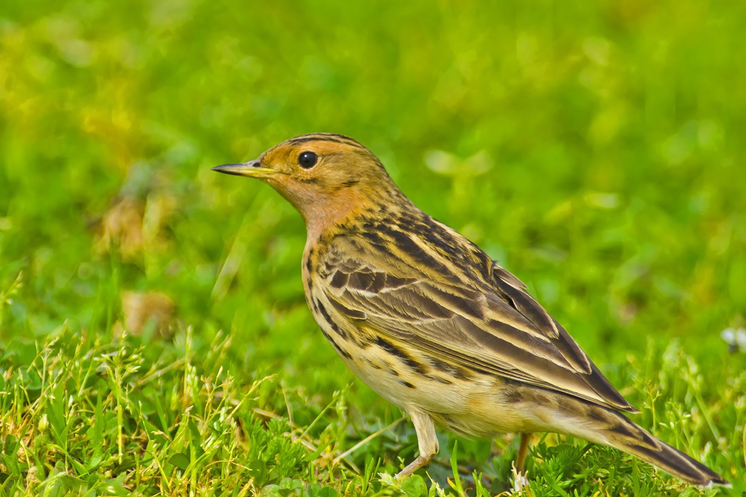 Red-throated Pipit