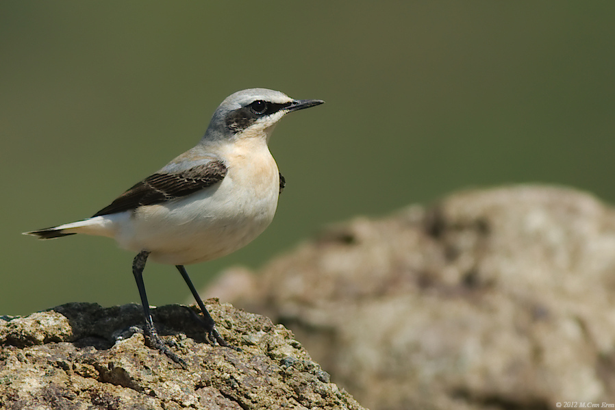 Northern Wheatear