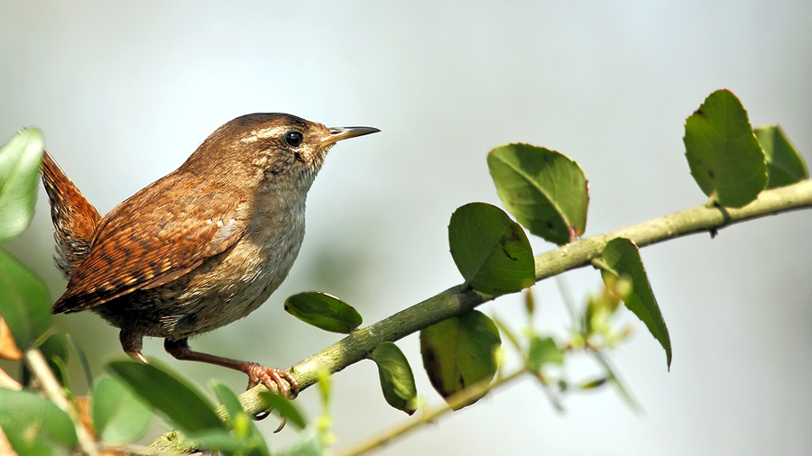 Eurasian Wren