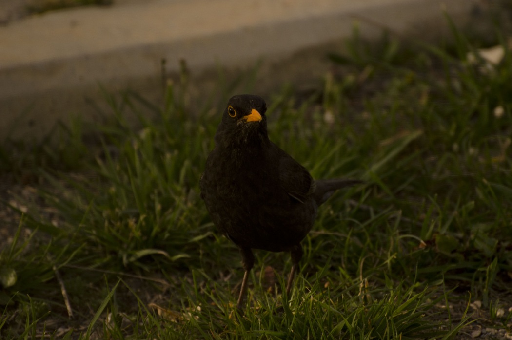 Common Blackbird