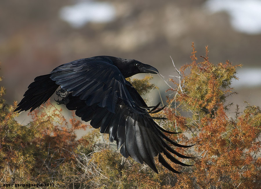 Northern Raven