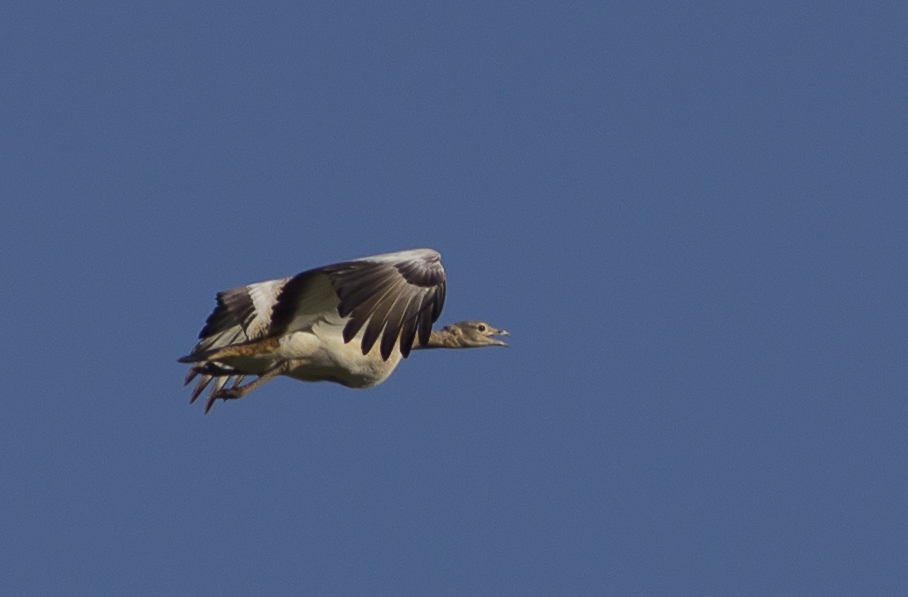 Great Bustard