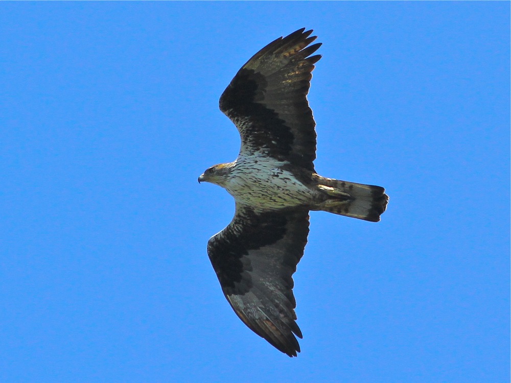 Bonelli`s Eagle