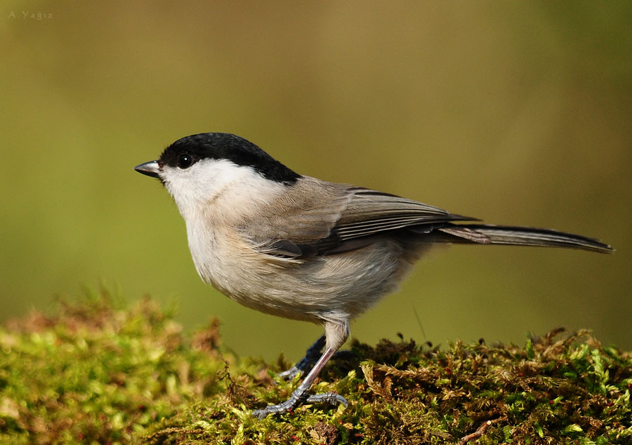 Marsh Tit