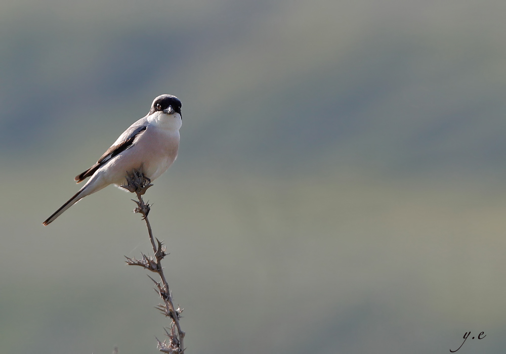 Lesser Grey Shrike