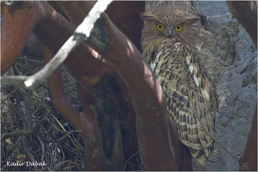 Brown Fish Owl