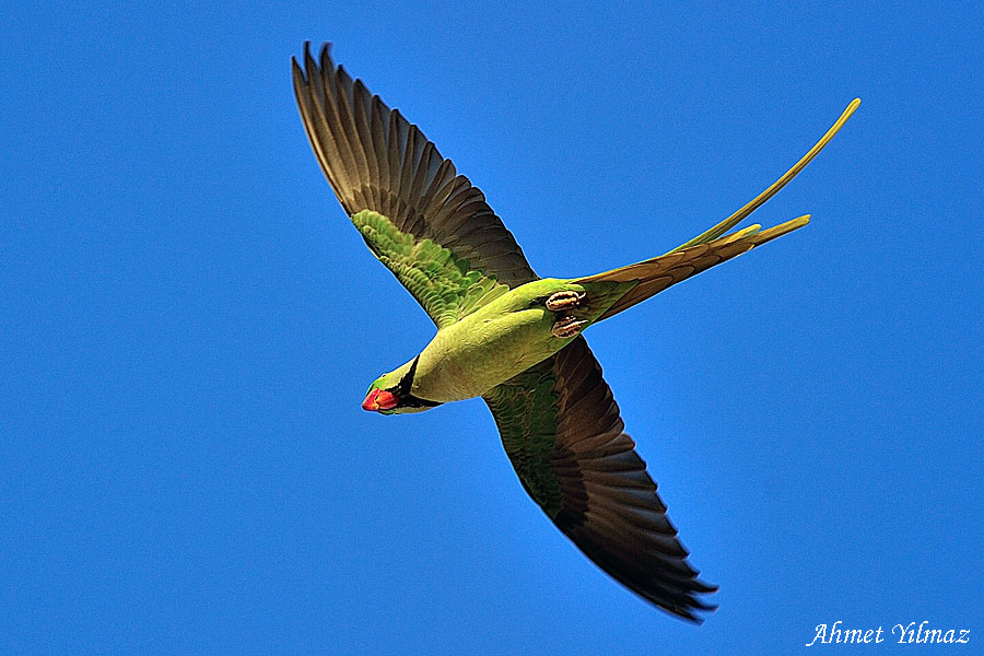 Alexandrine Parakeet