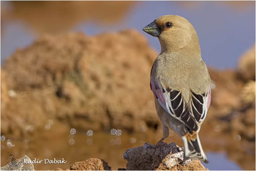 Desert Finch