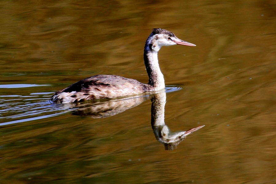 Great Crested Grebe