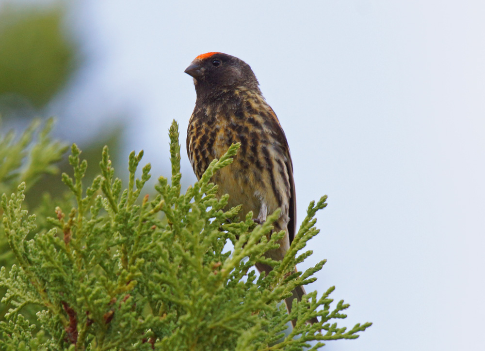 Red-fronted Serin