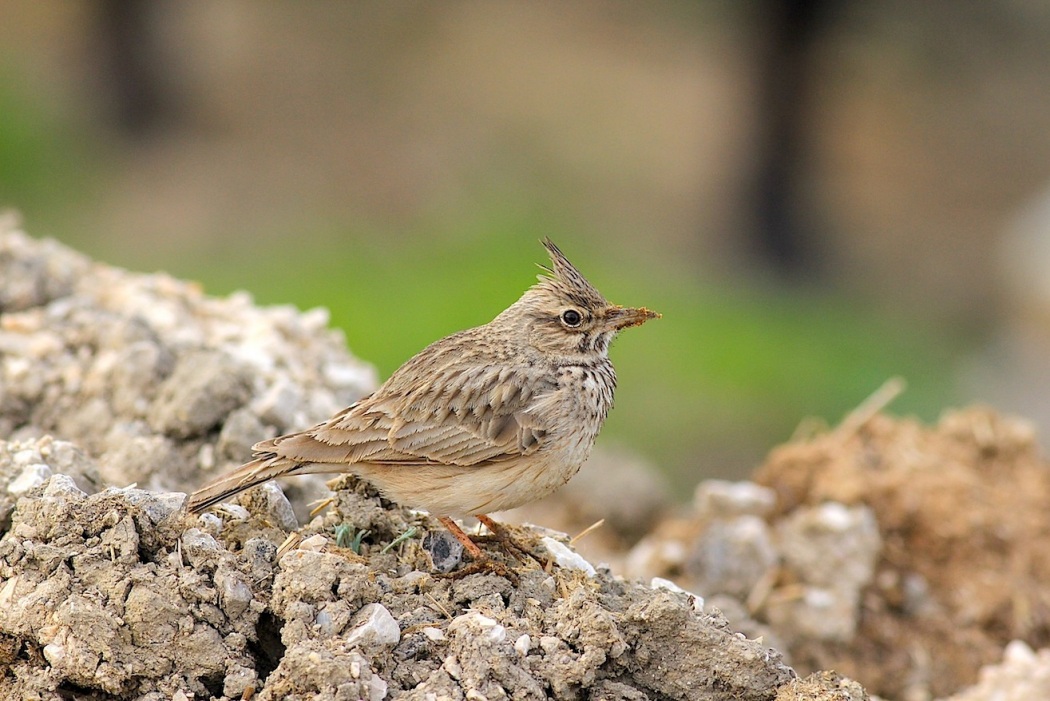 Crested Lark