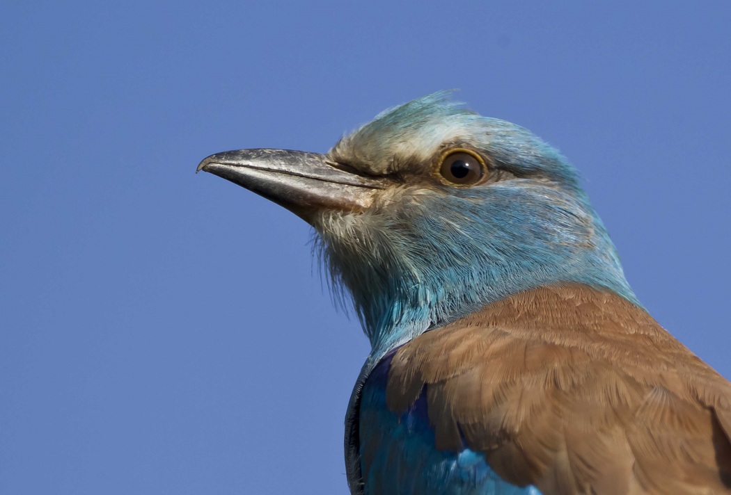 European Roller
