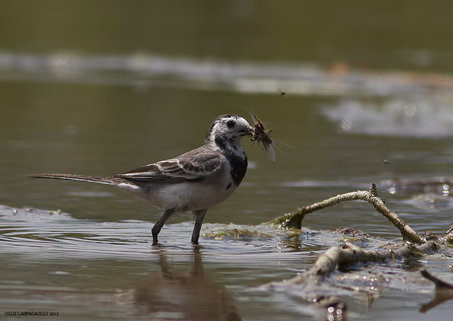 White Wagtail