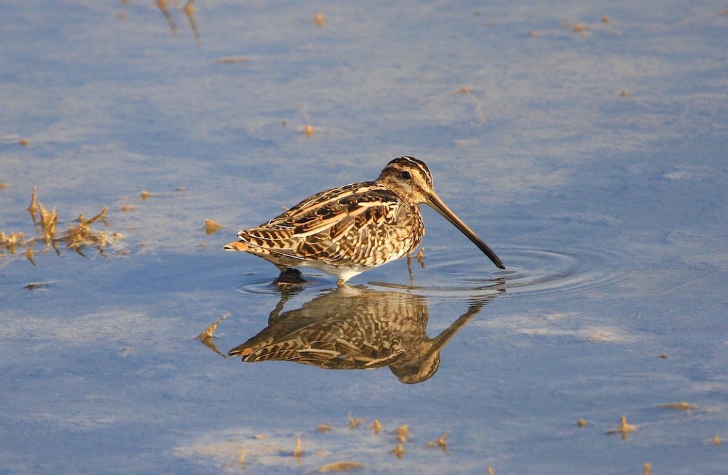 Common Snipe