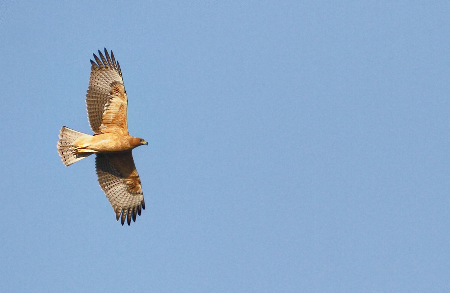 Bonelli`s Eagle