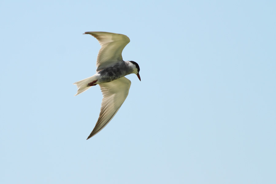 Whiskered Tern