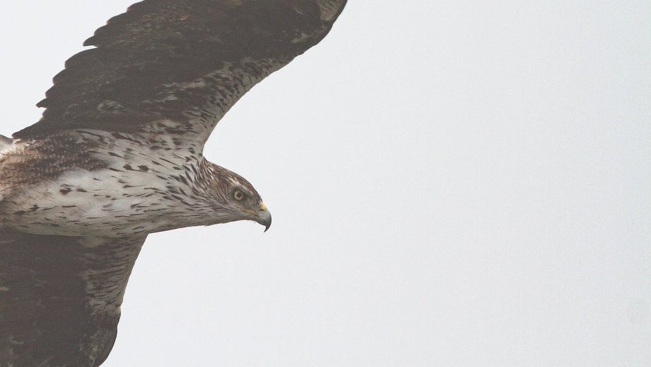 Bonelli`s Eagle