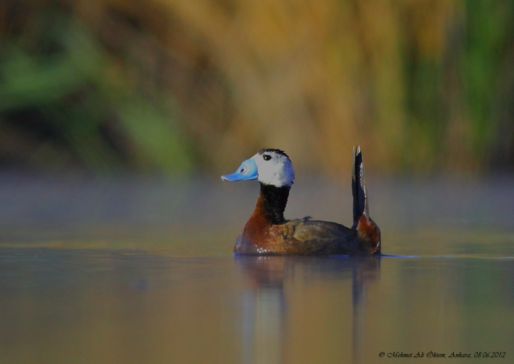 White-headed Duck