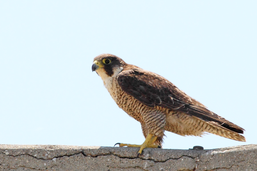 Peregrine Falcon