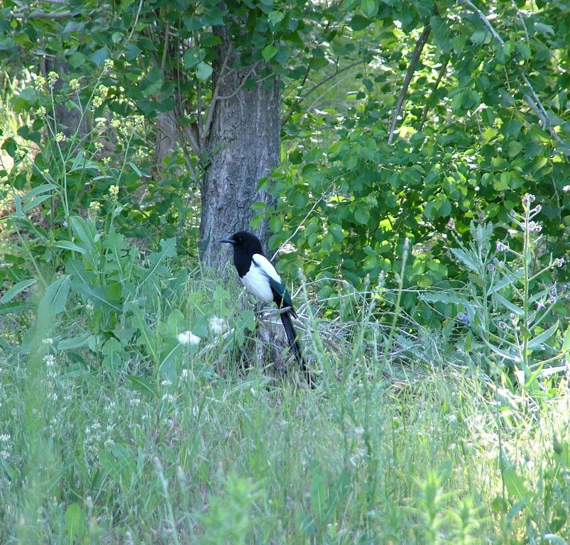 Eurasian Magpie