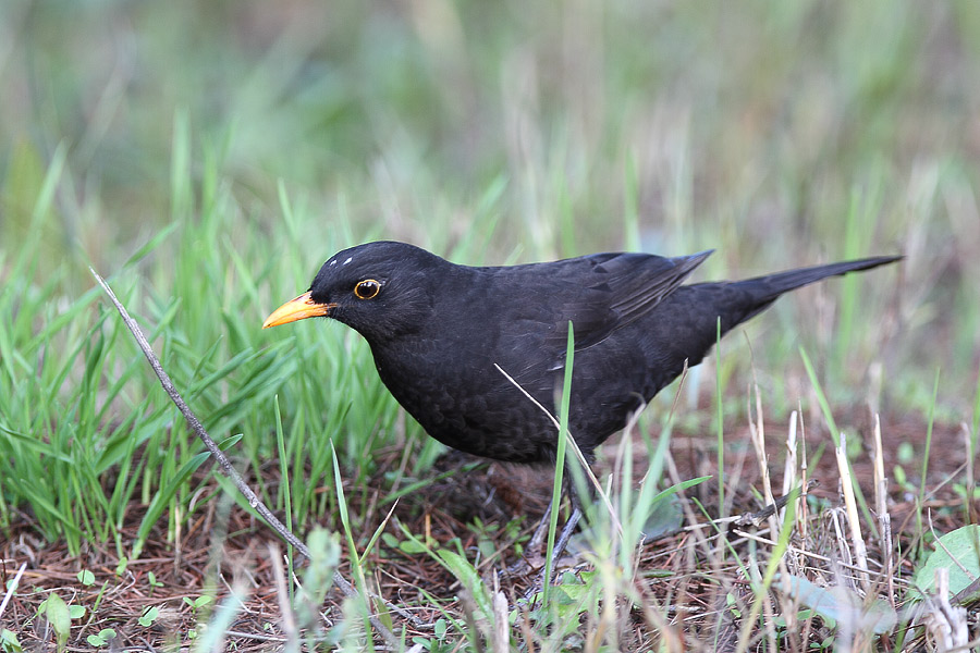 Common Blackbird