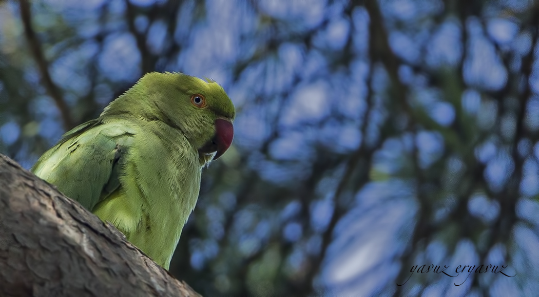 Rose-ringed Parakeet