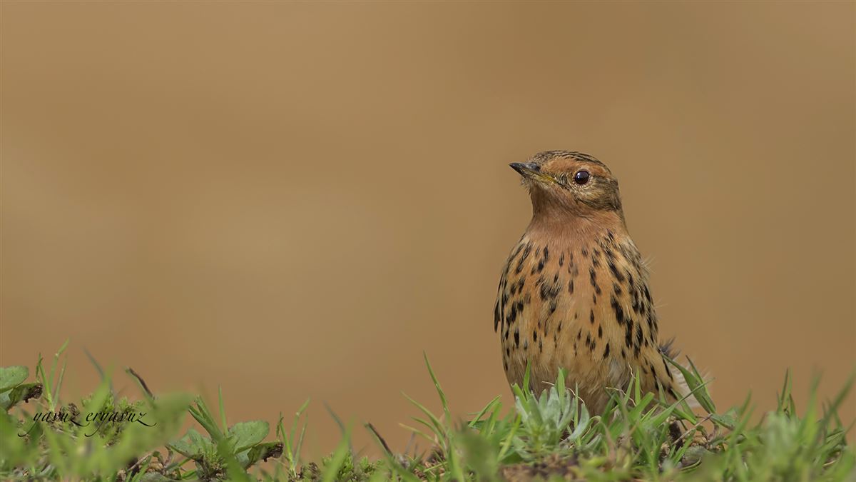 Red-throated Pipit