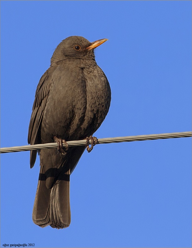 Common Blackbird
