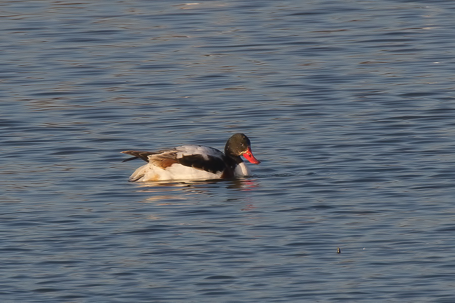 Common Shelduck