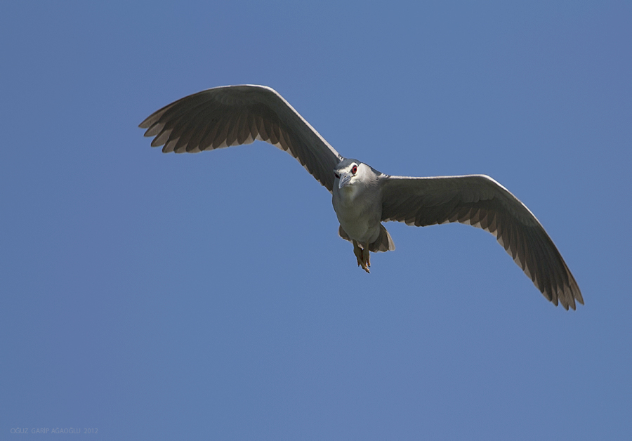 Black-crowned Night Heron