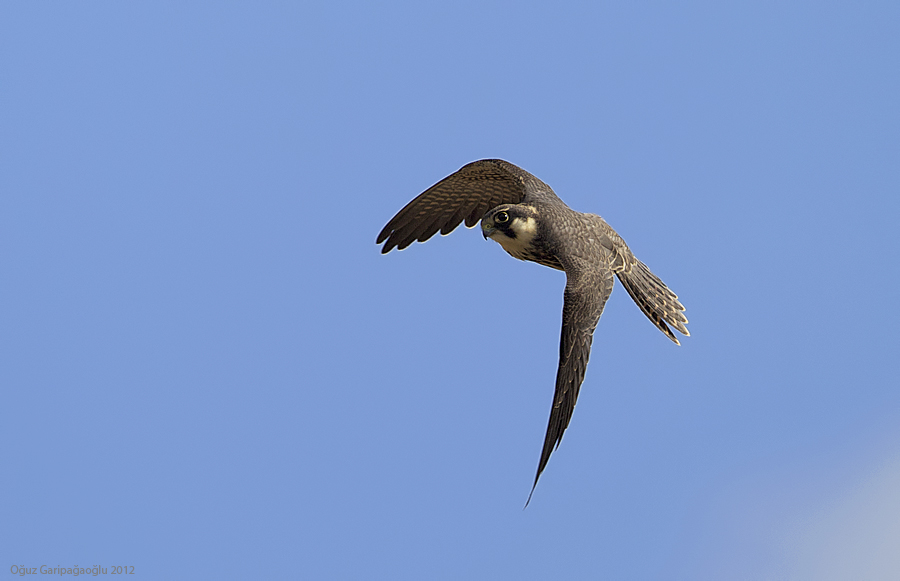 Eurasian Hobby