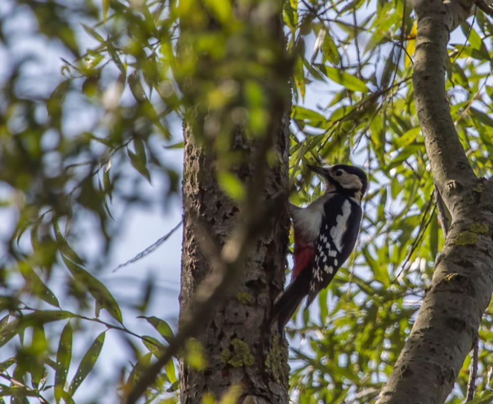 Great Spotted Woodpecker
