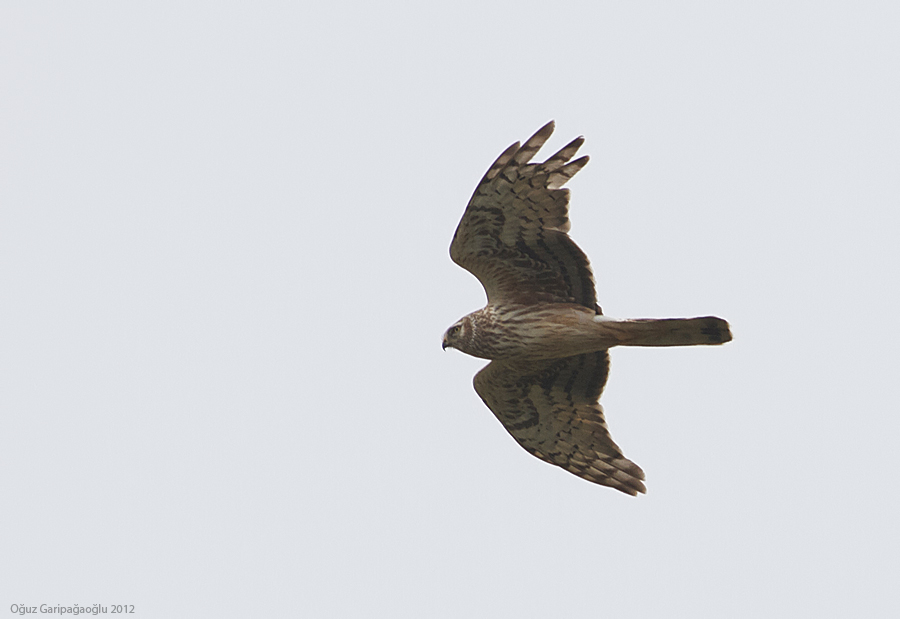 Hen Harrier