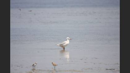 Undefined