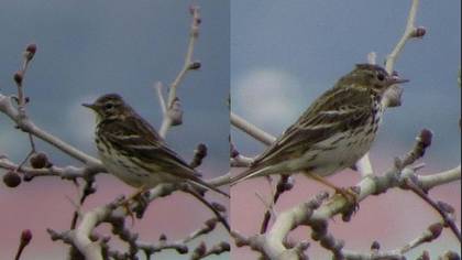 Undefined