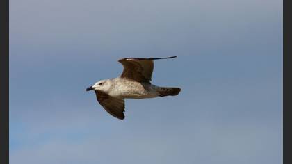 Audouin`s Gull