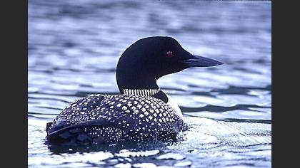 Common Loon