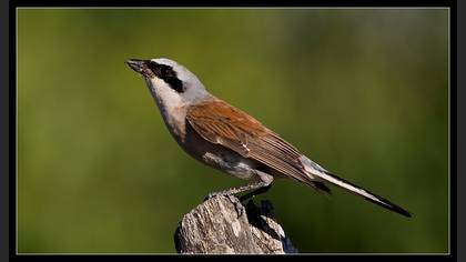 Kızılsırtlı Örümcekkuşu
